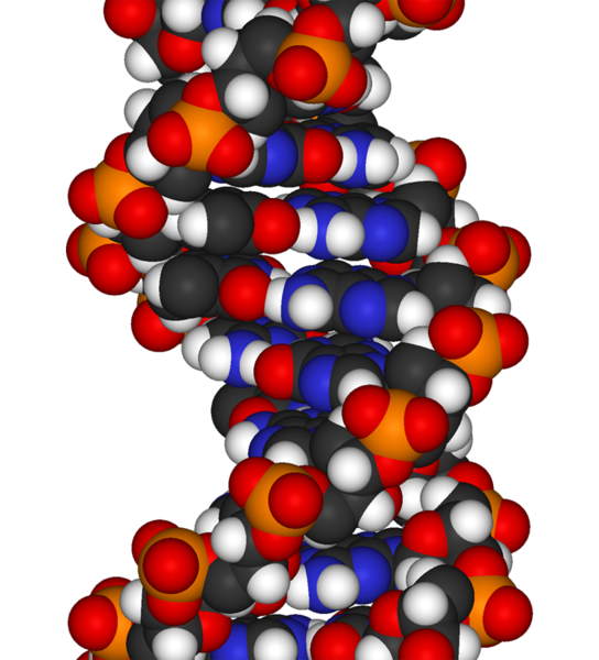 File:DNA-fragment-3D-vdW.png