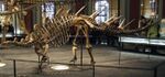 Fossil Kentrosaurus aethiopicus in Museum für Naturkunde Berlin 001.JPG