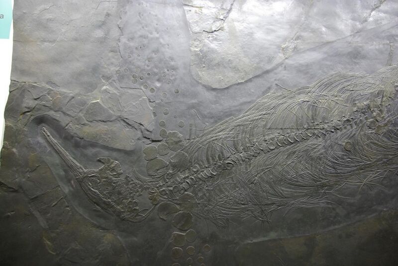 File:MI M S N Paleo fossili (2).jpg