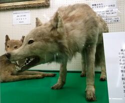 Yezo wolf at Hokkaido University.jpg