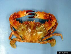 Indo Pacific swimming crab.jpg