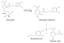 Synthesis of Hydroxytyrosol.jpg