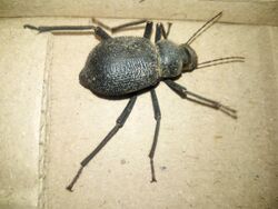 Beetle found in Tharparkar District