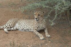 Northeast African cheetah resting on the ground in Djibouti City, Djibouti