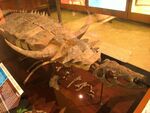 Desmatosuchus Exhibit Museum of Natural History 02.JPG