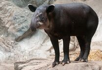 Photo of a Baird's tapir as Frankly Park Zoo, Massachusetts, USA