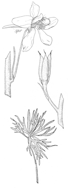 File:Delphinium geyeri line drawing.png