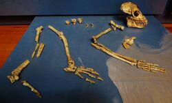 "Ekembo nyanzae" skeleton (formerly "Proconsul nyanzae")