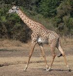 Giraffe Walking Square, flip.jpg