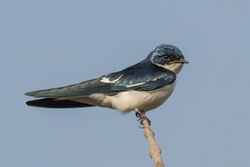 Pied-winged swallow (Hirundo leucosoma).jpg