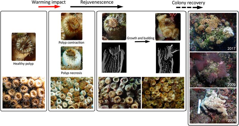 File:Rejuvenescence-mediated recovery at the polyp and colony levels in Cladocora caespitosa.jpg