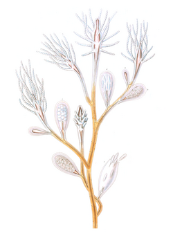 Cordylophora caspia, portion of a female colony (from Allman, 1872).png