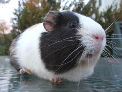 George the amazing guinea pig.jpg
