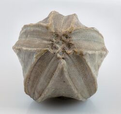 Fósil de erizo de mar (Pentremites godoni), Waterloo, Illinois, Estados Unidos, 2021-01-18, DD 081-136 FS.jpg