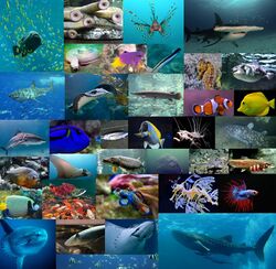 Diversity of various fish including sharks, stingrays, bony fish, jawless fish, and coelacanths.