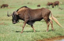 Black wildebeest, or white-tailed gnu, Connochaetes gnou at Krugersdorp Game Reserve, Gauteng, South Africa (30570451563).jpg