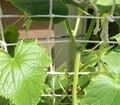 A string lattice supports vine growth