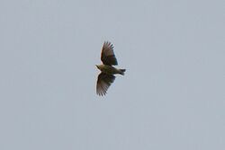 Woodlark in flight
