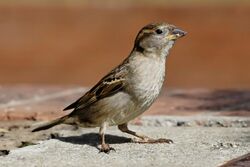 House sparrow04.jpg