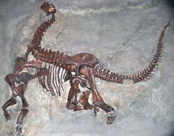 Camarasaurus lentus Carnegie.jpg