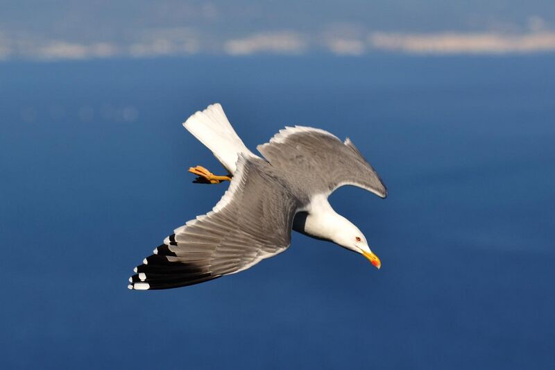 File:Gull of Gibraltar (8483055557).jpg