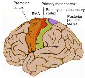 Human motor cortex.jpg