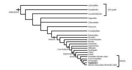 Sapindales phylogeny
