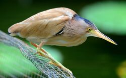 A beige heron with yellow legs and bill stands hunched, its neck is hidden in the feathers of the body, on a wire mesh above water.