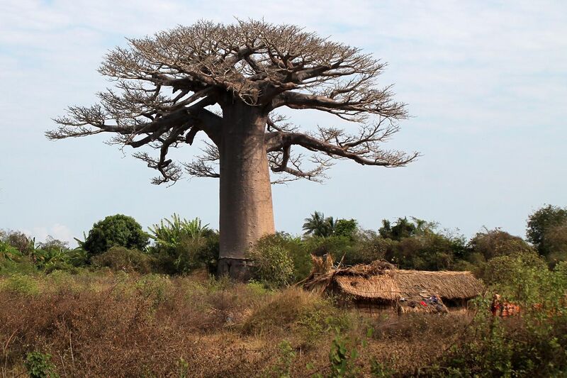 File:Baobab sacree.JPG
