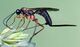 Ichneumon wasp (Ichneumonidae sp) female (cropped).jpg