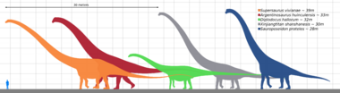 Size comparison of silhouettes of a human and six genera of giant sauropod dinosaurs, including Argentinosaurus