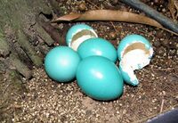 Eggs with glossy, blue-green shells