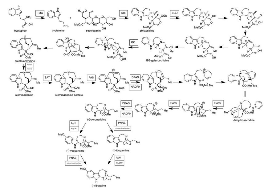 Biosynthesis of ibogaine.jpg