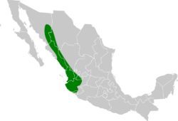 Calocitta colliei map.svg