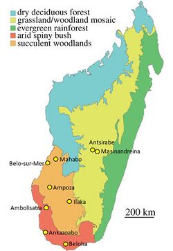 Map of Madagascar showing where Vorombe specimens have been found