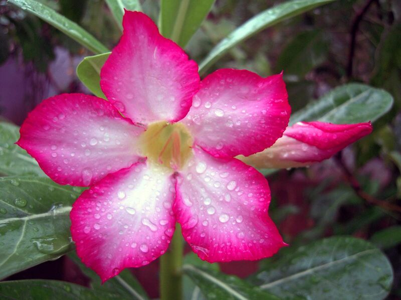 File:"Adenium obesum" Also known by the names "Sabi Star, Kudu, Mock Azalea, Impala Lily & Desert-rose.jpg