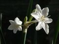 Flowers of Narcissus broussonetii