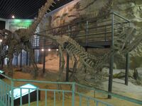 Szechuanosaurus campi - IMG 1247.JPG
