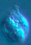 Telonema rivulare (contrast micrography).jpg
