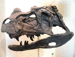 Cast of the skull of the holotype