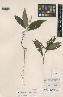 Cosmianthemum brookeae BM000950106.jpg