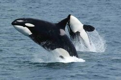 A pair of killer whales