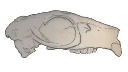 Paedotherium.jpg