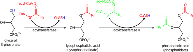 Phosphatidic acid synthesis