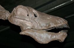 Reconstructed skull on a mounted skeleton