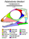 Palatodonta skull diagram.png