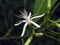 秋茄樹(水筆仔) Kandelia obovata -香港大埔滘白鷺湖 Lake Egret Park, Hong Kong- (9240150714).jpg