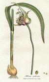 Allium sativum Woodwill 1793