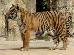 Panthera tigris sumatrae (Sumatran Tiger) close-up.jpg