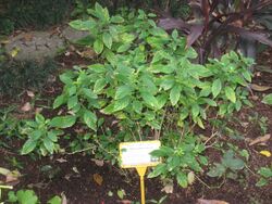 Rhinacanthus nasutus - Hong Kong Botanical Garden - IMG 9607.JPG